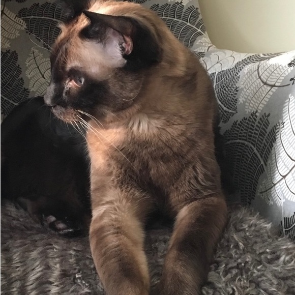 Meet your Posher, Ruxy - Picture 4 of 4